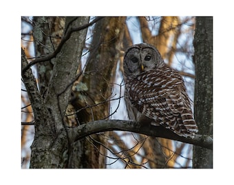 May include: A barred owl with brown and white mottled feathers perched on a tree branch. The owl has dark eyes and a yellow beak, facing forward while its body is turned slightly to the side. The background consists of bare tree trunks and branches.