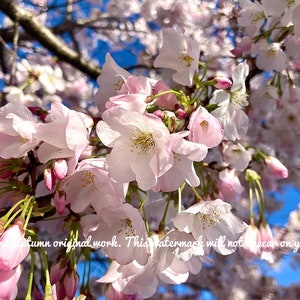 Cherry Blossom Giclee Print Pink Spring Flowers Floral Wall Art