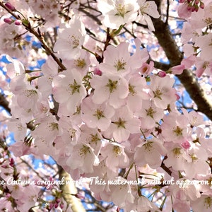 Cherry Blossom Giclee Print Pink Spring Flowers Floral Wall Art