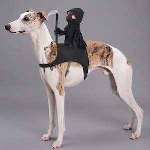 以下が含まれることがあります： 白と茶色のブリンドル柄の犬が、黒いハーネス型のコスチュームを着用しています。コスチュームには、赤い顔で黒いフード付きマントを羽織り、銀色の鎌を持った小さなフィギュアが付いており、黒いストラップで犬の胴体に固定されています。