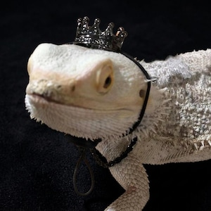Può includere: Un drago barbuto di colore chiaro che indossa una piccola corona metallica nera. La corona è fissata con un sottile elastico nero che avvolge la testa e passa sotto il mento, con un piccolo occhiello che pende sotto la mascella.