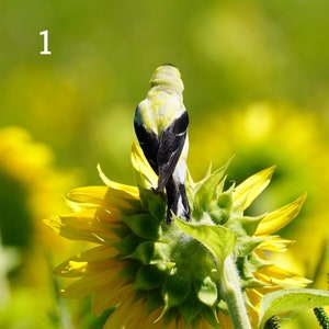 American Goldfinches in Sunflower Field - variety photos