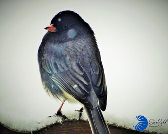 Birdie