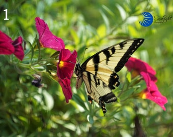 Tiger Swallowtail - variety photos