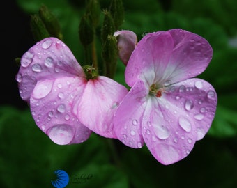 Geranium