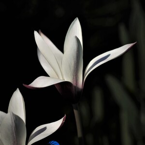 Lady Tulip