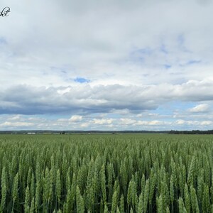Green Wheat Field
