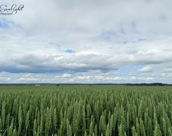 Green Wheat Field