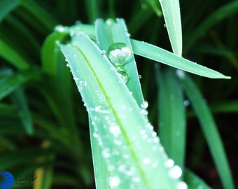 Rain drops # 3