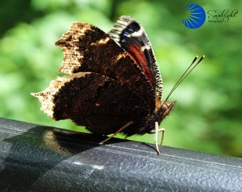 Butterfly -Nymphalis Antiopa