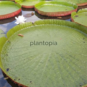 Puede incluir: Grandes nenúfares circulares verdes de Victoria amazonica flotando en el agua con bordes elevados de color marrón rojizo. Una sola flor blanca florece entre las hojas. La palabra plantopia está impresa en gris oscuro sobre la hoja central.