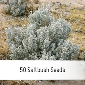 May include: A cluster of silvery-gray saltbush plants growing in dry soil. A white horizontal banner across the bottom displays the black text 50 Saltbush Seeds. A circular logo in the top right corner features the text GardenHavenSoul.
