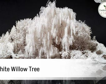 1 White Willow Tree (Salix alba) | Silver Leaf Ornamental Shade Plant