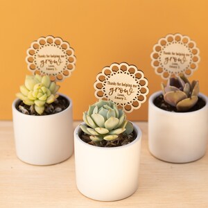 May include: Three small white pots with succulents and wooden tags that say "Thanks for helping me grow, Love, Emery S."