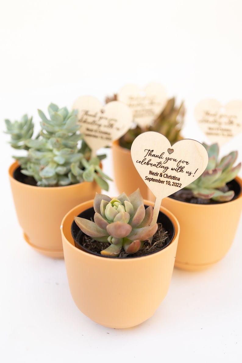 May include: Succulent plants in small orange pots with wooden heart-shaped tags that say "Thank you for celebrating with us! Nezir & Christina September 10, 2022"