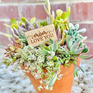 May include: A terracotta pot filled with a variety of succulents, including Echeveria, Sedum, and Crassula. A wooden sign with the text "Mom Love You" is placed in the center of the arrangement.