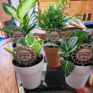 May include: Three potted plants with wooden tags that say "Thanks for helping me grow" with a heart and the date "Vincent M. 2024".