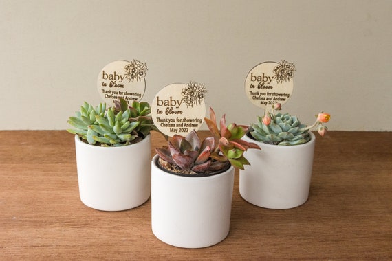Succulent baby hotsell shower favors
