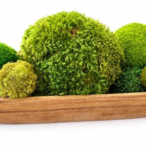 May include: A long, oval-shaped wooden bowl filled with a collection of various moss balls in different shades of green. The moss spheres vary in size and texture, ranging from bright lime green to deep forest green, arranged inside the natural wood vessel.