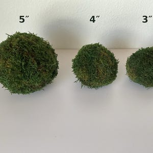Pode incluir: Três bolas de musgo esféricas de tamanhos variados, rotuladas com os seus respetivos diâmetros de 5, 4 e 3 polegadas. As esferas são cobertas por um material de musgo verde escuro texturizado, exibindo variações naturais na cor e densidade.