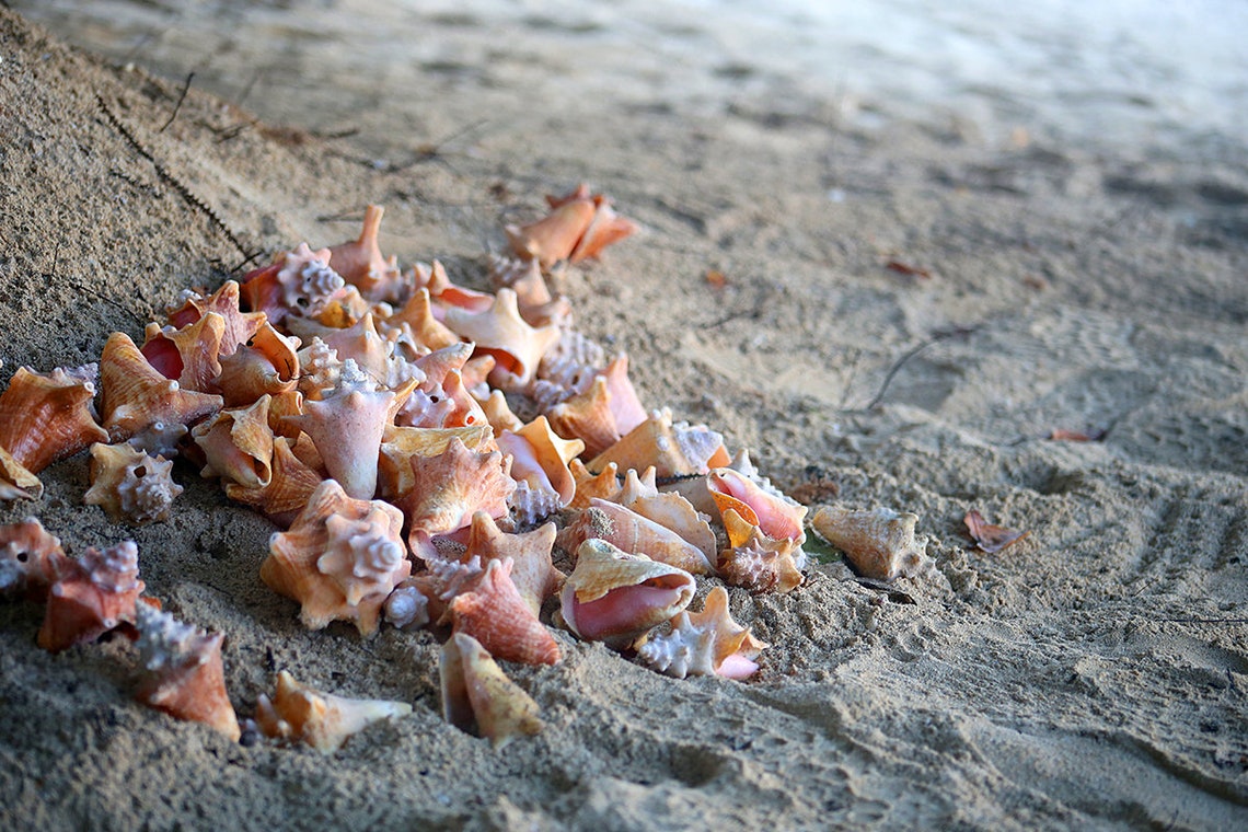 Photo Print Jamaica Conch Shells Caribbean Island Negril Seven Mile