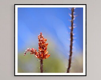 Photo Print | Orange Ocotillo Cactus Flower Big Bend National Park Texas Desert Southwest Wilderness Landscape | Fine Art Photography