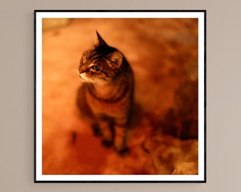 Photo Print | Cat Portrait in Orange  | Fine Art Photography