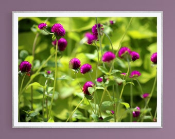Photo Print | Purple Pink Wildflowers Gomphrena Field Nature Abstract Colorful Vivid Floral | Fine Art Photography