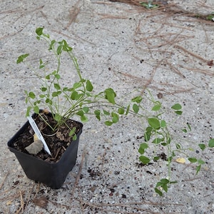 May include: A green Mountain Pea plant with thin, trailing stems and small, rounded leaves growing in a black square plastic nursery pot. A white plant identification tag with the text Mountain Pea is inserted into the dark potting soil.