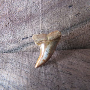 Bakersfield Ausgestorbene Haifischzahn Krawatte Tack Anstecknadel Brosche Schmuck T17
