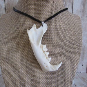 Colgante de mandíbula de lince rojo, collar de piel de ante, joyería de mandíbula de animal (Lynx rufus)
