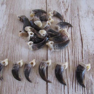 5 Garras de Zorro Perforadas para Joyería y Manualidades (Vulpes vulpes fulva)