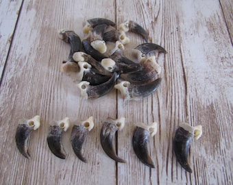 5 Drilled Fox Claws Jewelry and Craft Projects (Vulpes vulpes fulva)