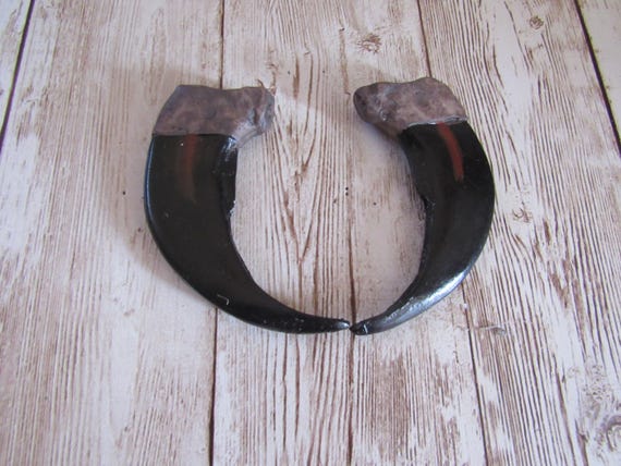 2 Grizzly Bear Claws  3 1/2" Synthetic Resin Replica Jewelry Making Tribal Craft Leather Crafting CL4
