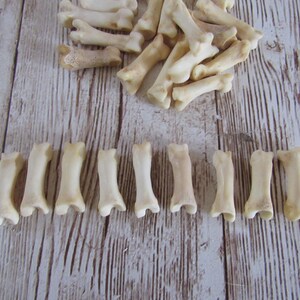 10 Bobcat Toe/Foot Bone Metatarsals Bones Craft Supplies Hairpipe Bone Beads Tribal Jewelry Animal Bones ( Lynx rufus) image 2