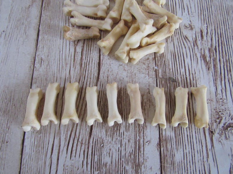 10 Bobcat Toe/Foot Bone Metatarsals Bones Craft Supplies Hairpipe Bone Beads Tribal Jewelry Animal Bones ( Lynx rufus) image 2