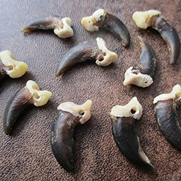 10 Coyote Claws  Drilled Jewelry Crafts Taxidermy Mountain Man