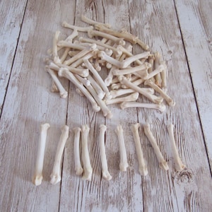10 Bobcat Foot Bones Metatarsals  Jewelry Supplies Craft  Projects Coyote Bones Hairpipe Beads Animal Bones ( Lynx rufus)