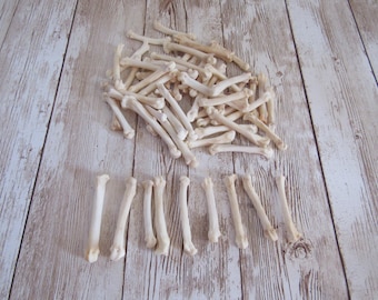 10 Bobcat Foot Bones Metatarsals  Jewelry Supplies Craft  Projects Coyote Bones Hairpipe Beads Animal Bones ( Lynx rufus)