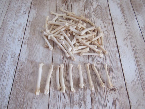 10 Bobcat Foot Bones Metatarsals  Jewelry Supplies Craft  Projects Coyote Bones Hairpipe Beads Animal Bones ( Lynx rufus)