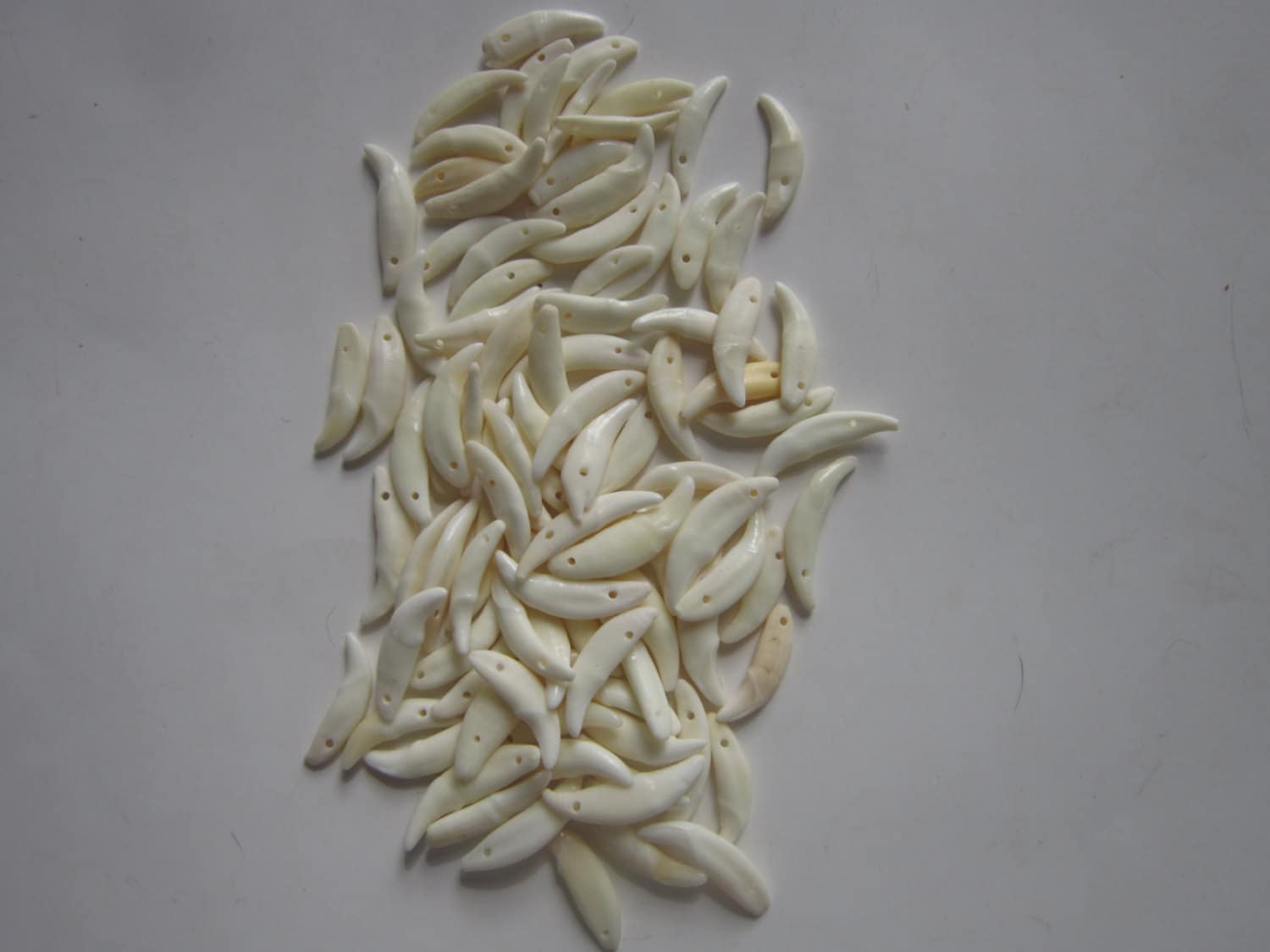 Coyote Teeth  25 Pre-drilled  Jewelry Beads Jewelry Supplies Craft Su…