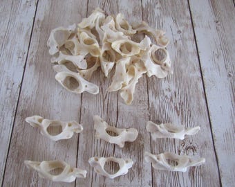 5 Raccoon Vertebra Atlas Butterfly Jewelry and Craft  Projects Teeth Claws Coyote