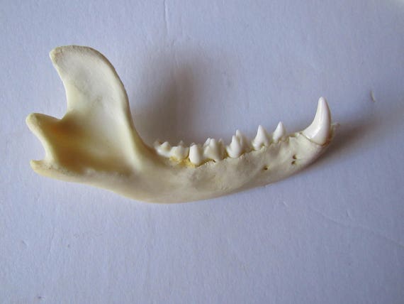 Image result for raccoon jawbone