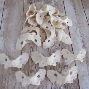 5 Vertebra di coyote Vertebre Atlante Ossa di animali Spina dorsale Tassidermia Artigianato Gioielli Perline Forniture Educative