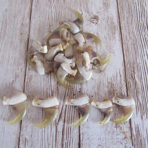 5 Garras de Lince Rojo para Proyectos de Joyería y Manualidades Garras de Animal (Lynx rufus)