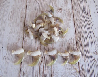 5 Bobcat Claws Jewelry and Craft Projects Animal Claws ( Lynx rufus)