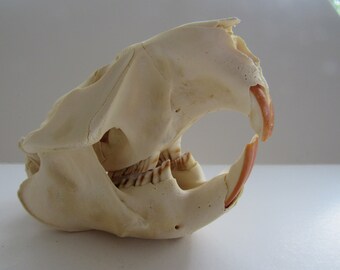 Woodchuck Skull with Jaw Bones #W-1