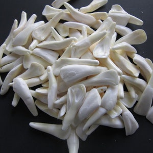 100  Buffalo Teeth Pre Drilled Ready For Jewelry and Craft Projects