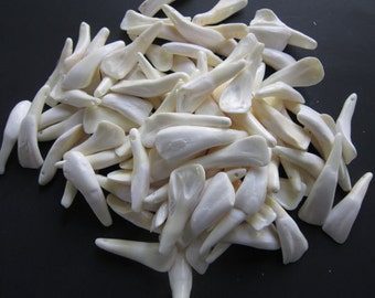 100  Buffalo Teeth Pre Drilled Ready For Jewelry and Craft Projects