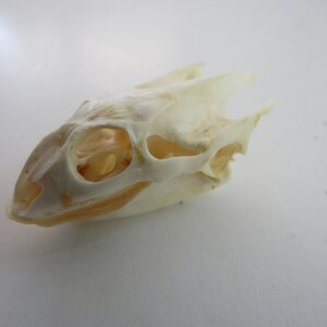 Red Slider Turtle Skull Taxidermy Farm Raised Crafts Animal Bones - Etsy